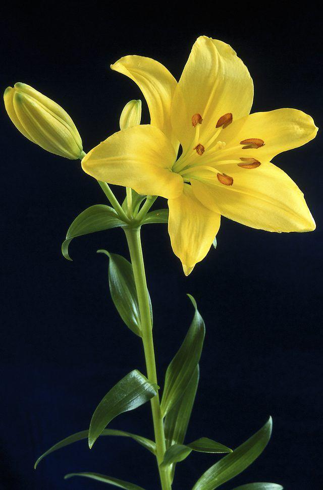 Serenade of Blooms Eternal Embrace